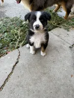 Black Tri Male ( Loki), a male Miniature Australian Shepherd for sale in Prunedale, CA – 6 of 10