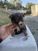 Red Tri Female Marvel, a male Miniature Australian Shepherd for sale in Prunedale, CA – 3 of 4