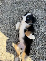 Black Tri Male ( Loki), a male Miniature Australian Shepherd for sale in Prunedale, CA – 2 of 10