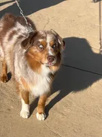 Red Tri Male 2 Bambi , a male Miniature American Shepherd for sale in Prunedale, CA – Photo 5 of 6