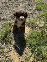 Red Tri Male 2 Bambi , a male Miniature American Shepherd for sale in Prunedale, CA – Photo 4 of 6