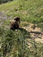 Red Tri Male 2 Bambi , a male Miniature American Shepherd for sale in Prunedale, CA – Photo 3 of 6