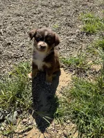 Red Tri Male 2 Bambi , a male Miniature American Shepherd for sale in Prunedale, CA – Photo 2 of 6
