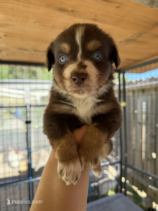 Red Tri Male 2 Bambi , a male Miniature American Shepherd for sale in Prunedale, CA – Photo 1 of 6