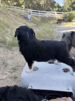 Black Tri Male ( Loki), a male Miniature Australian Shepherd for sale in Prunedale, CA – 3 of 4