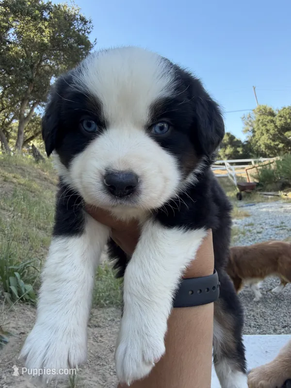 Black Tri Male Thor – Miniature Australian Shepherd puppy for sale in Prunedale, CA