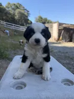 Black Tri Male Thor, a male Miniature Australian Shepherd for sale in Prunedale, CA – 4 of 5