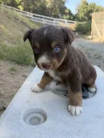 Red Tri Female Marvel, a male Miniature Australian Shepherd for sale in Prunedale, CA – 2 of 4