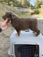 Hulk, a male Miniature Australian Shepherd for sale in Prunedale, CA – 2 of 2