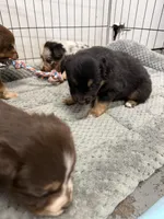 Black Tri Male Bear, a male Miniature American Shepherd for sale in Prunedale, CA – Photo 3 of 5