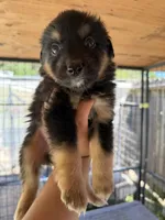 Black Tri Male Bear, a male Miniature American Shepherd for sale in Prunedale, CA – Photo 2 of 5