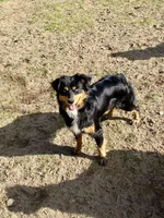 Black Tri Male Bear, a male Miniature American Shepherd for sale in Prunedale, CA – Photo 4 of 5