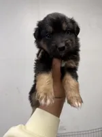 Black Tri Male Bear, a male Miniature American Shepherd for sale in Prunedale, CA – Photo 1 of 5