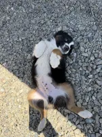 Black Tri Male ( Loki), a male Miniature Australian Shepherd for sale in Prunedale, CA – 3 of 10