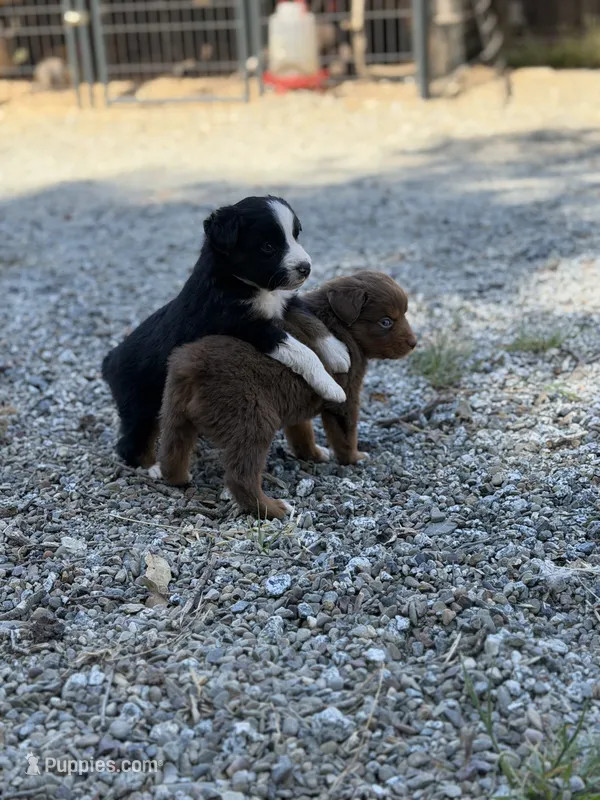 Black Tri Male ( Loki) – Miniature Australian Shepherd puppy for sale in Prunedale, CA