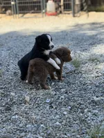 Black Tri Male ( Loki), a male Miniature Australian Shepherd for sale in Prunedale, CA – 1 of 4