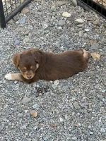 Red Tri Male, a male Miniature American Shepherd for sale in Prunedale, CA – Photo 2 of 5