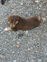 Red Tri Male, a male Miniature American Shepherd for sale in Prunedale, CA – Photo 1 of 5