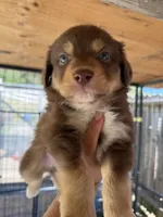 Red Tri Male, a male Miniature American Shepherd for sale in Prunedale, CA – Photo 3 of 5