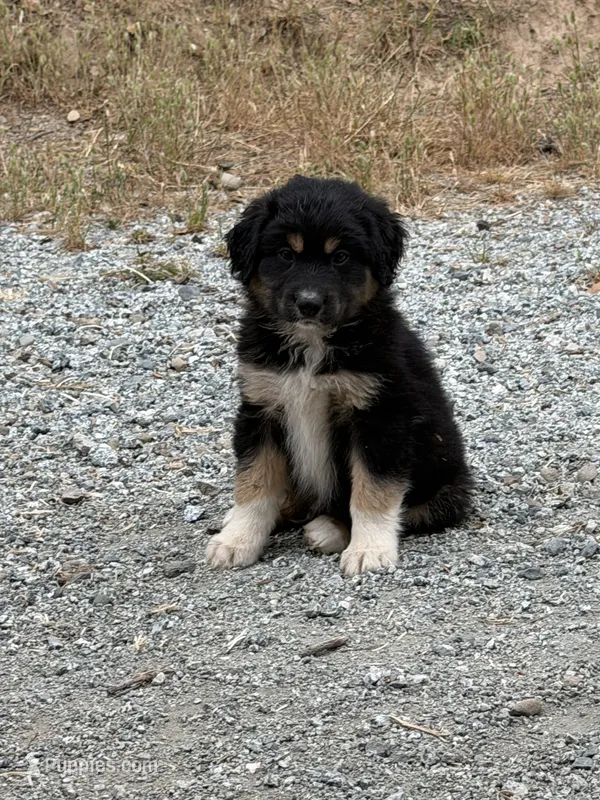 Black Tri Male Captain A – Miniature Australian Shepherd puppy for sale in Prunedale, CA