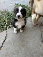 Black Tri Male ( Loki), a male Miniature Australian Shepherd for sale in Prunedale, CA – 5 of 10