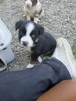 Black Tri Male ( Loki), a male Miniature Australian Shepherd for sale in Prunedale, CA – 4 of 4