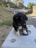 Black Tri Male Captain A, a male Miniature Australian Shepherd for sale in Prunedale, CA – 3 of 4