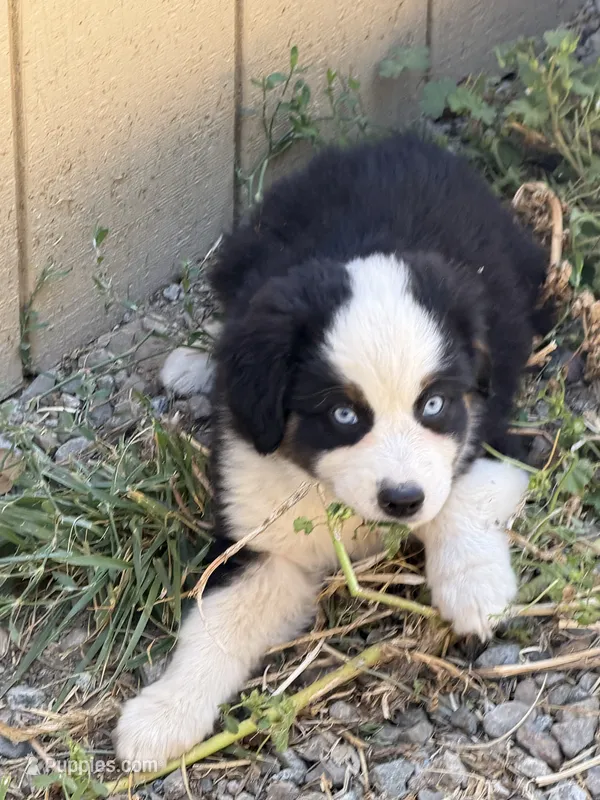 Black Tri Male Thor – Miniature Australian Shepherd puppy for sale in Prunedale, CA