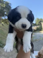 Black Tri Male Thor, a male Miniature Australian Shepherd for sale in Prunedale, CA – 2 of 5