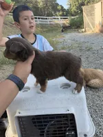 Red Tri Female Marvel, a male Miniature Australian Shepherd for sale in Prunedale, CA – 4 of 4