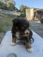 Red Tri Female Marvel, a male Miniature Australian Shepherd for sale in Prunedale, CA – 1 of 4