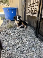 Black Tri Male ( Loki), a male Miniature Australian Shepherd for sale in Prunedale, CA – 4 of 10