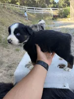 Black Tri Male ( Loki), a male Miniature Australian Shepherd for sale in Prunedale, CA – 2 of 4