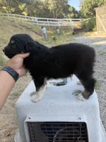 Black Tri Male Captain A, a male Miniature Australian Shepherd for sale in Prunedale, CA – 4 of 4