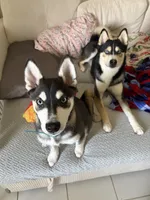 Kronos, a male Alaskan Klee Kai for sale in Miami, FL – 4 of 4