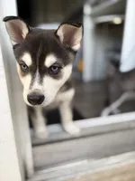 Kronos , a male Alaskan Klee Kai for sale in Miami, FL – 5 of 5