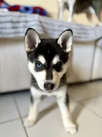 Mochi , a female Alaskan Klee Kai for sale in Miami, FL – 2 of 4