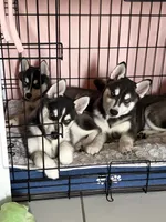 Pixie , a female Alaskan Klee Kai for sale in Miami, FL – 4 of 4