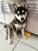Kronos , a male Alaskan Klee Kai for sale in Miami, FL – 3 of 5