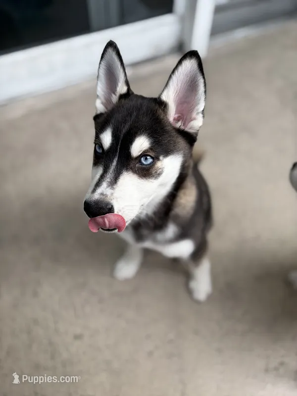 Kronos – Alaskan Klee Kai puppy for sale in Miami, FL
