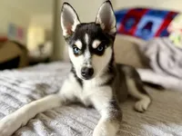 Pixie , a female Alaskan Klee Kai for sale in Miami, FL – 2 of 4