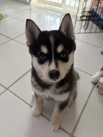 Cash, a male Alaskan Klee Kai for sale in Miami, FL – 3 of 4
