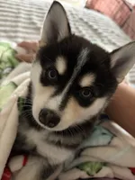 Cash, a male Alaskan Klee Kai for sale in Miami, FL – 4 of 4