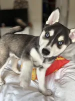 Kronos , a male Alaskan Klee Kai for sale in Miami, FL – 4 of 5