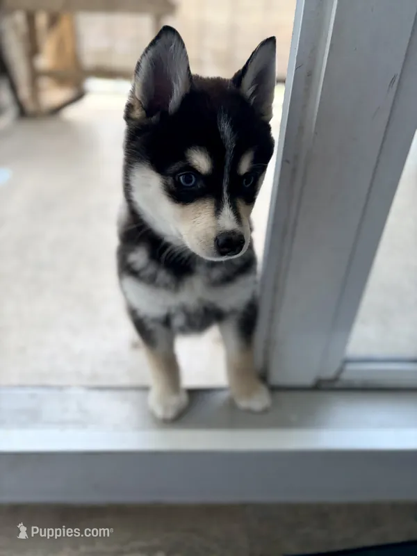 Cash – Alaskan Klee Kai puppy for sale in Miami, FL