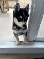 Cash, a male Alaskan Klee Kai for sale in Miami, FL – 1 of 4
