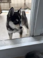 Cash, a male Alaskan Klee Kai for sale in Miami, FL – 2 of 4