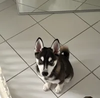 Kronos, a male Alaskan Klee Kai for sale in Miami, FL – 3 of 4