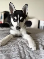 Pixie , a female Alaskan Klee Kai for sale in Miami, FL – 3 of 4