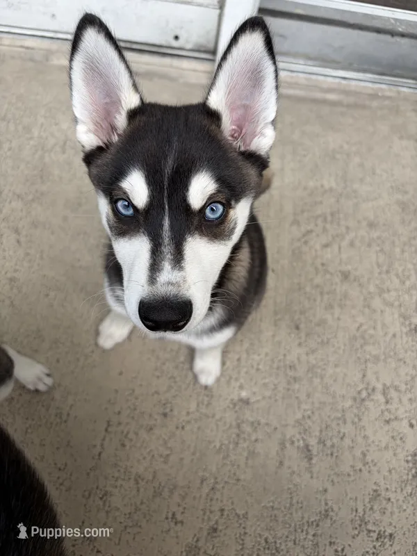Kronos – Alaskan Klee Kai puppy for sale in Miami, FL